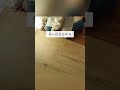 はめ込み式フロアタイルの後悔…。 前に使ったもののほうが作業が格段簡単でした。賃貸契約をご確認の上 安全に行なってくださいね💡#フロアタイル #賃貸 #賃貸diy #賃貸インテリア #原状回復