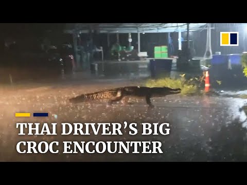 Driver finds large crocodile on the road during heavy storm in thailand