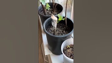 Propagating Fig Cuttings - Update After 54 Days