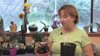 How to Grow Creeping Lily Turf (Liriope Spicata)