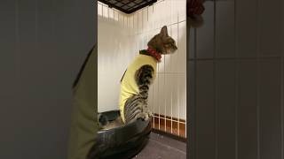 鋼音、避妊手術後　その4　#猫　#子猫　#保護猫　#cat