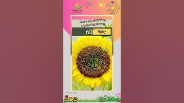 Quá trình phát triển của cây hướng dương