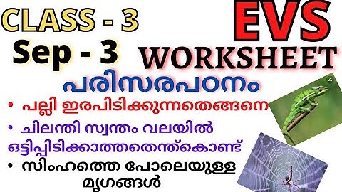 class - 3 EVS worksheet sep - 3 | std - 3 പരിസരപഠനം worksheet |September  - 3 | Eng & malayalam |