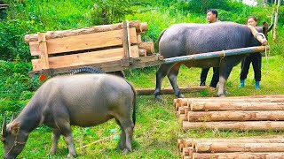 Strength & Determination: Young Couple Move Heavy Farm Wood to Construct a Durable Wall