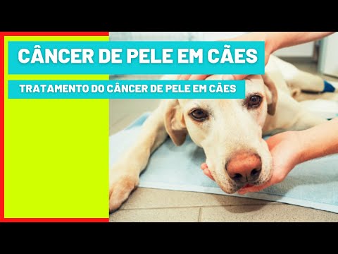 Vídeo: Tumores De Pele Gordurosa Em Cães