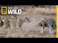 Lions Get Kicked Out of Their Pride in Rare Video | Nat Geo Wild