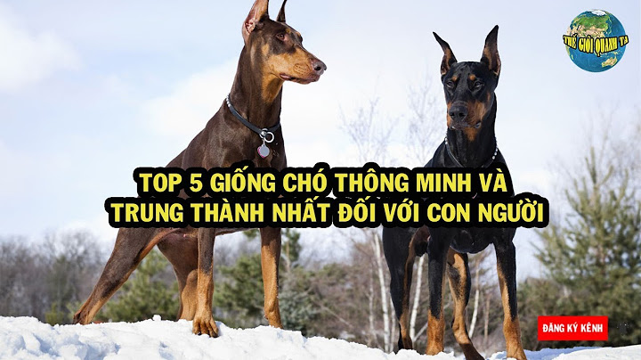 5 con chó trung thành nhất năm 2022