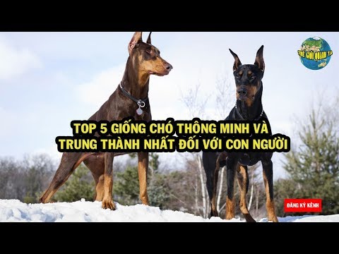 Video: Đánh giá những giống chó thông minh và trung thành nhất