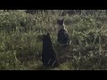 買い物帰りににゃんこ三銃士がいた。#猫動画