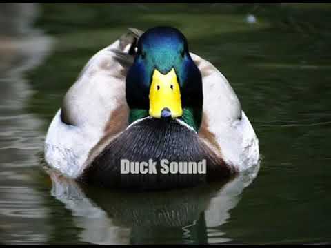 Duck sound in high quality