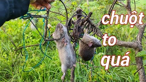 thăm bẫy và thịt chuột xào lá chanh thơm ngon / Thàng vlog