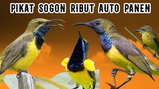 The Most Powerful Alluring Sound of Sogon Ribut