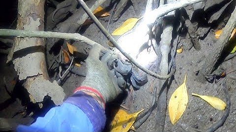 Quẹo Cần Giờ Tập 3: Ban Đêm Soi Ba Khía Mưu Sinh Trong Rừng Ngập Mặn