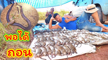 ดักหนูบางน้ำเปรี้ยวหมานเกิ้น