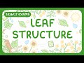 Plant Structure and Function Quiz