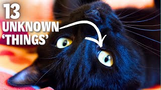Black Cats - 13 Curiosities That Will Make You Want to Own One ❤🐾
