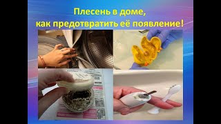 Плесень в доме, как предотвратить её появление!