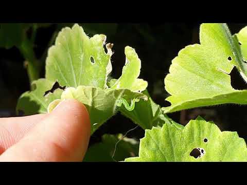 Video: Ce Trebuie Să Faceți Dacă Frunzele De Mușcată Se Ondulează? De Ce Frunzele Pelargoniului Din Cameră Se îndoaie? Modalități De Eliminare A Cauzelor