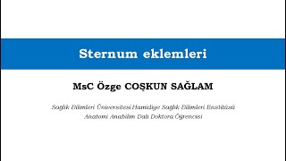 Sternum Eklemleri - Maket Anlatımı