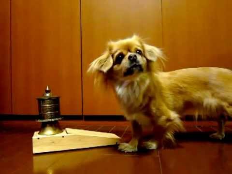 マニ車を回すチベタンスパニエル　2012