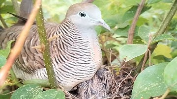 Zebra dove birds Feed her baby in the nest well [ Review Bird Nest ]