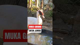Si Barong!! #entokjumbo #muscovyduck #fypp