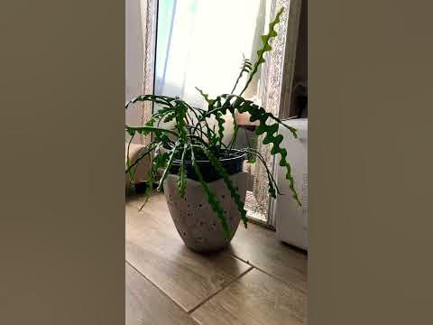 Dancing plant zig zag cactus #zigzagcactus