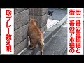 重鎮猫とアホの子、住宅街を舞台に珍プレー数え唄 The legendary boss cat 'Yongo/Kuro' Ep.22