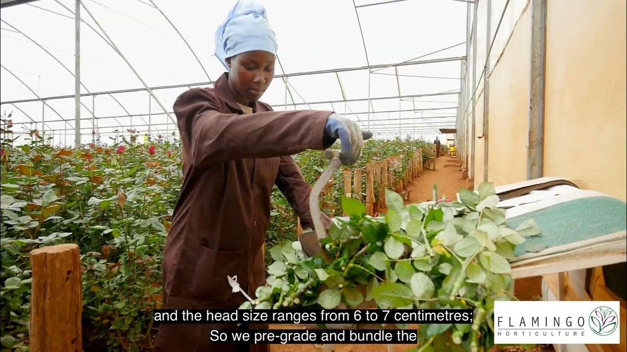 Flamingo Horticulture: Production Stages - YouTube