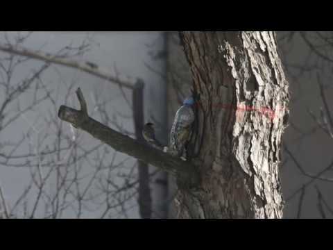 დიდი წივწივა