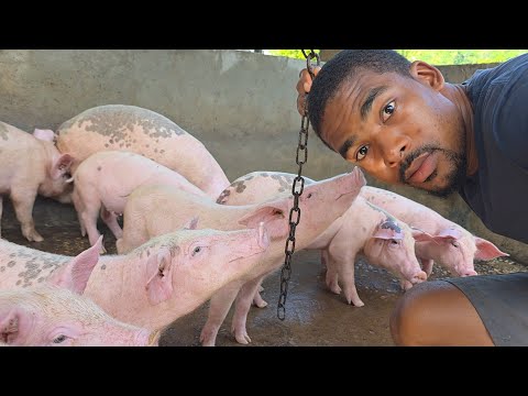 One Chain and the pigs don't remember how to bite or fight‼️