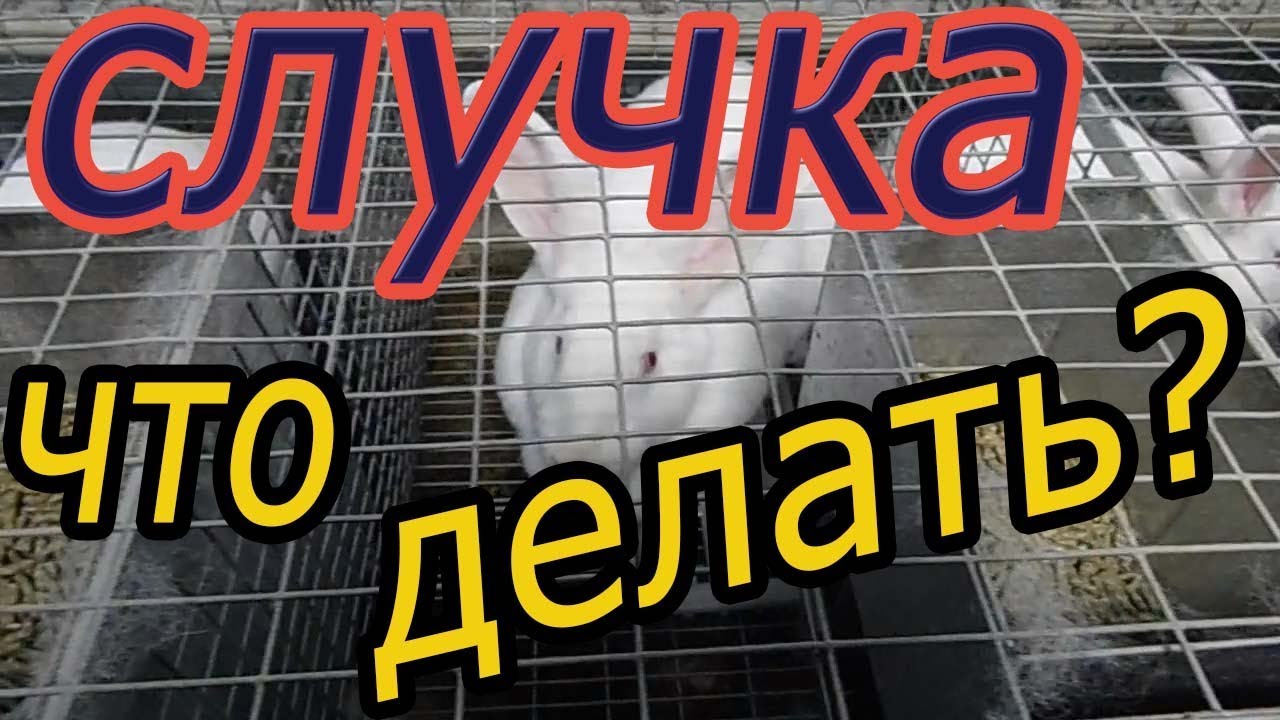 случайни случки