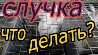 СЛУЧКА КРОЛИКОВ. возраст САМКИ, САМЦА, время случки, методы окролов ( Видео 4)