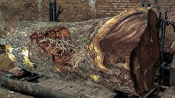 The battle of a worker cutting a giant hardwood log in the sawmill without safety gear, unbelievable