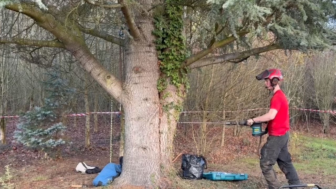 Saving a Blue Atlas Cedar: Tree Bracing and Bolting in Action