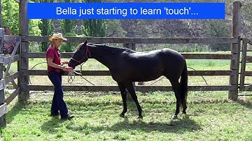 Horse Tricks 101 -  Bella learning her first trick