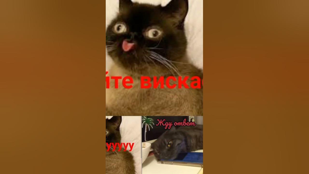 мемные котики - YouTube