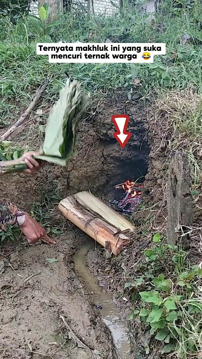It turns out that this creature likes to steal people's chickens #hunting # lizards # jumbo biawak
