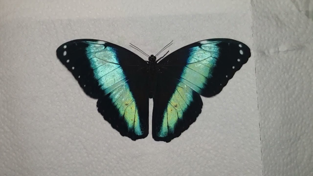 Achilles morpho (Morpho achilles)