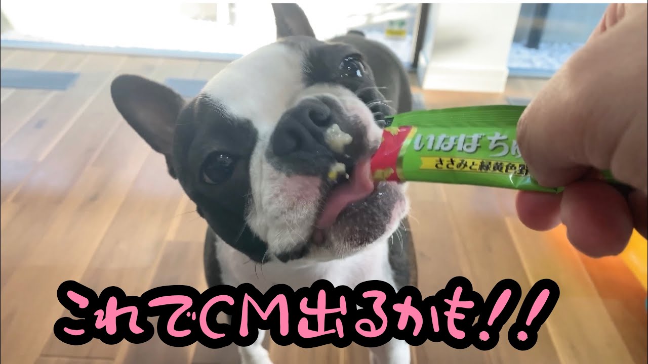 カワイイこの犬がcmに出ます イヤ 出たいんです ボストンテリア Youtube