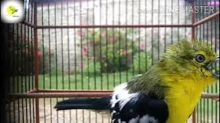 kicau burung sirtu Sumatera/sirtu ekor hitam