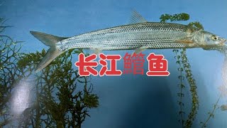 长江禁渔效果显著，长江荆州段发现上古物种“?”！