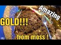 MOTHERLODE MOSS FULL OF GOLD !!! GOLD RUSH