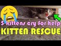 Kittens Rescue: Five Angry Kittens Live In The Basement