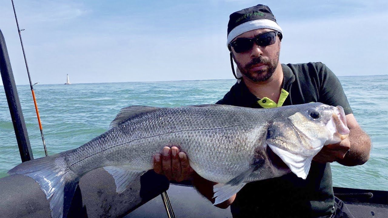 la peche du bar et du maigre au leurre souple à Cordouan . peche en mer