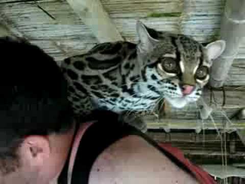 Attack of the Margay