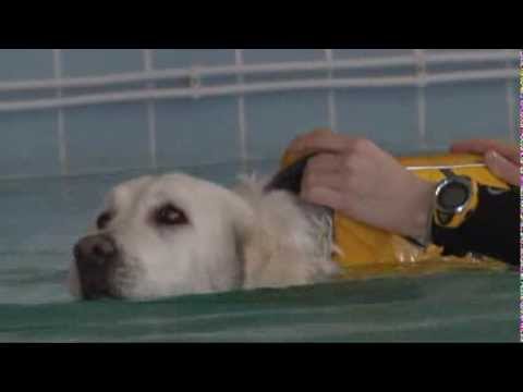 Videó: Hidroterápia Kutyák Számára