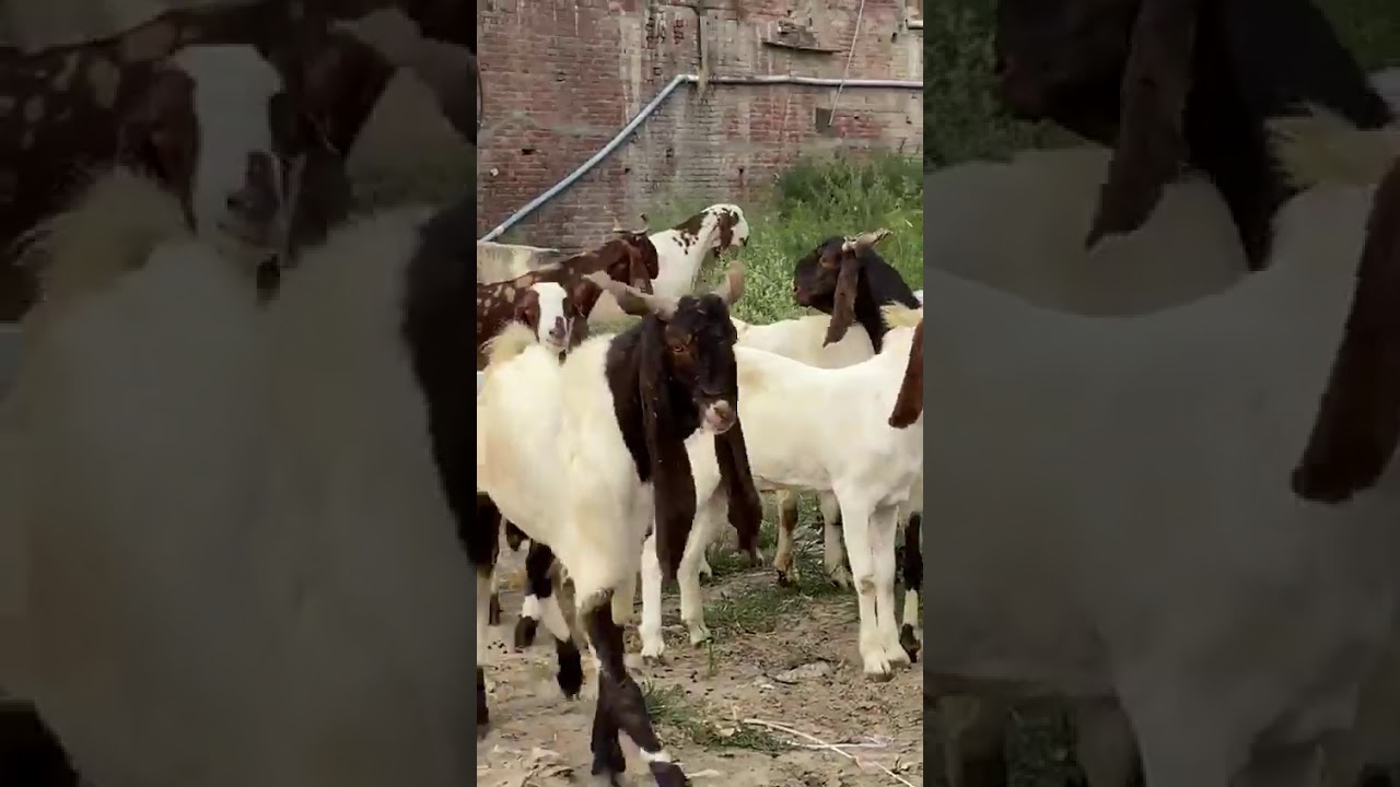Goat Market To Be Set Up in Sialkot YouTube
