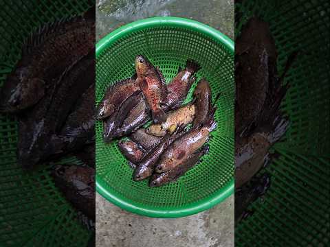 Blood Koi Fish Catching West Bengal Election Declaration Day
