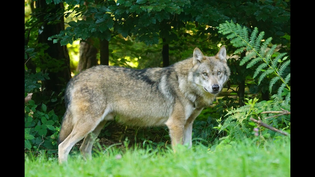S1C5   Mexican Gray Wolf Recovery Program